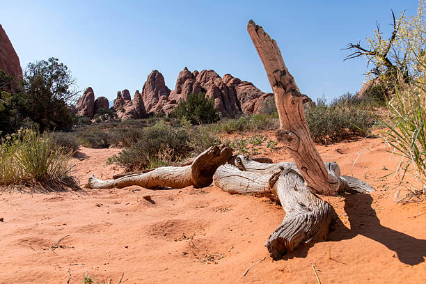 Standing deadwood with low angle view over the landscape with geological sandstone formations of Arches National Park, Utah, USA