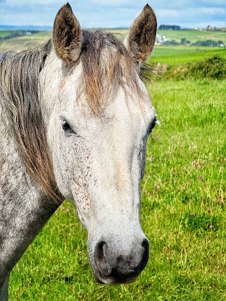 Head shot of a grey mare in the countryside