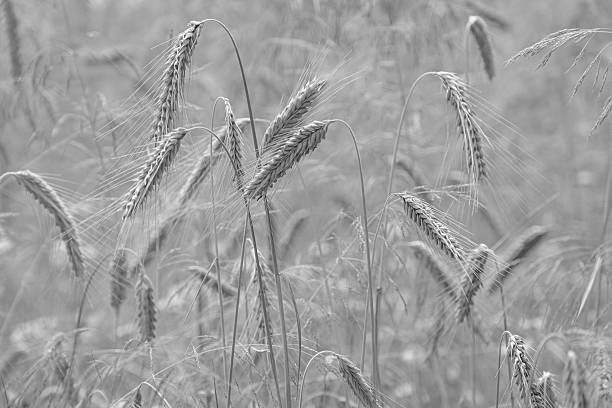 istock Close-up view of mature wheat stalks under sunset, emphasizing texture and form Shadows are long, highlighting three-dimensional scene elements Foreground is sharp background softly blurred Reali 2227751698
