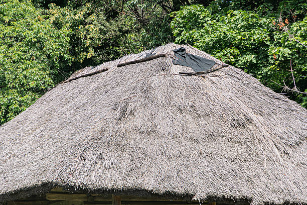Traditional, conical-roofed hut made from natural materials bamboograss in a rural setting with trees and foliage No windows entrance on lower right Earthy, subdued colors daytime lighting Do