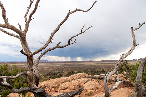 Standing deadwood with panoramic view over the landscape of Arches National Park, Utah, USA with cloudscape of dark clouds and streaks, curtains or Virga of precipitation falling from the clouds