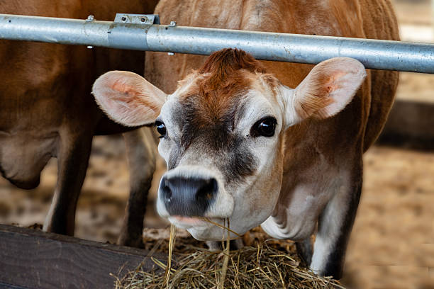 istock Young Jersey Cow Peeking Over Rail in Stable 2227753290