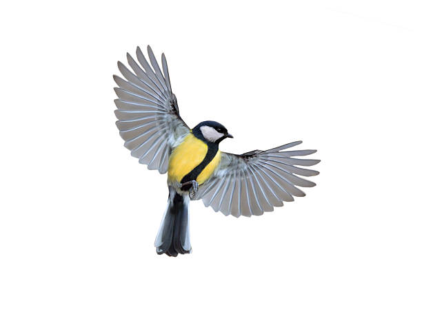 great tit in flight isolated on white background