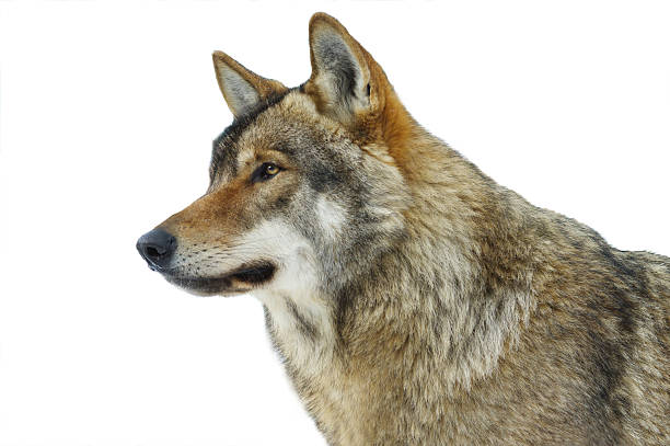 istock Gray wolf portrait isolated on white background 2227754335