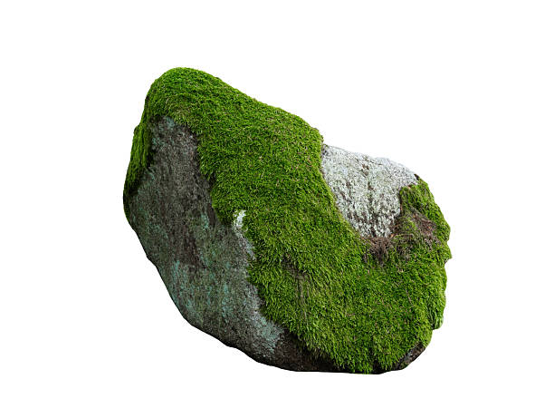 istock stone overgrown with moss isolated on white background highest detail 2227754438