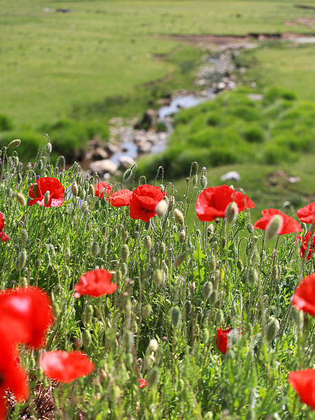 istock Focus on foreground, red poppies bloom are fading 2227756405