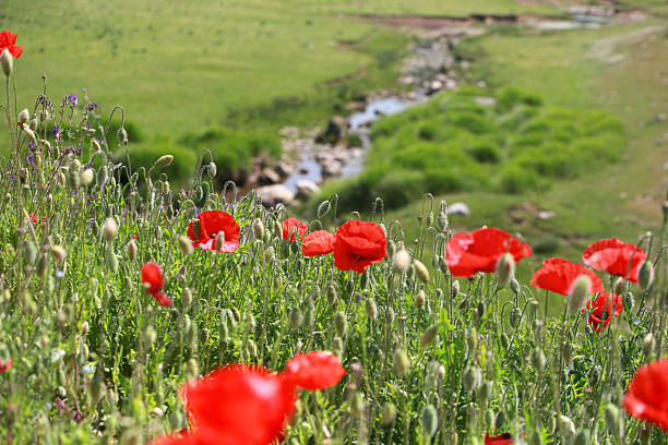 istock Focus on foreground, red poppies bloom are fading 2227756413