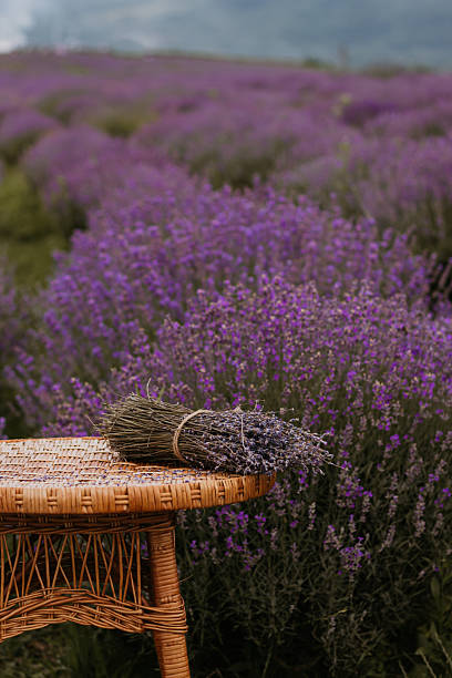 istock Lavender fields in bloom with a woven table and a bundle of lavender resting atop 2227759258
