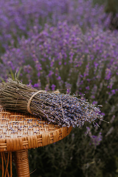 istock Lavender fields in bloom with a woven table and a bundle of lavender resting atop 2227759266
