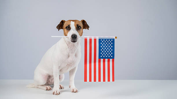 istock Jack Russell Terrier dog holding US flag on white background. 2227759369
