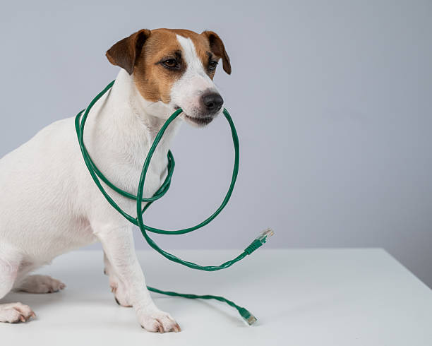 Jack Russell Terrier Dog Chewing Internet Wire
