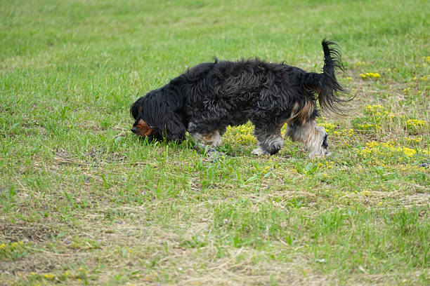 Cavalier King Charles Spaniel dog black-brown against a green meadow