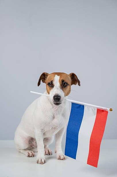 istock Jack Russell Terrier dog holding a Dutch flag on a white background. 2227760443