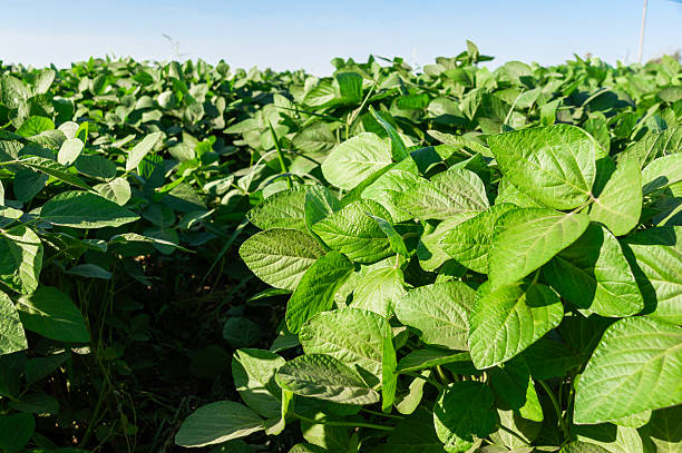 istock Soybean Close-Up: One Plant Amid a Green Sea and Blue Sky. 2227765932