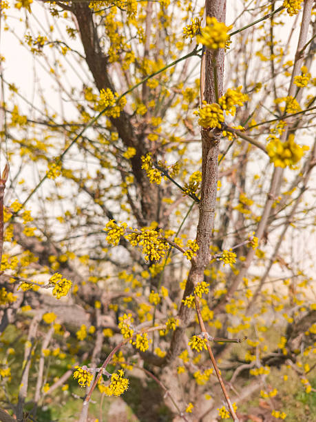 Small yellow flowers blooming on a european cornel tree during springtime, signaling the arrival of new life and warmer weather