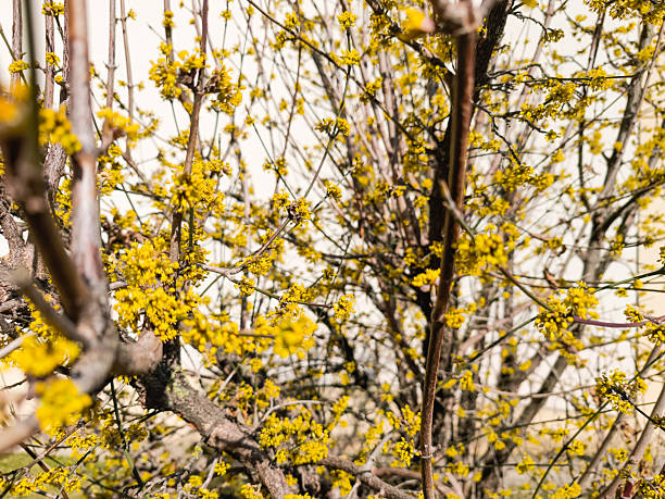 Close up of a european cornel tree blooming with small yellow flowers in spring, announcing the arrival of the warm season