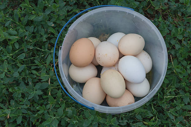 Fresh Organic Eggs in a Plastic Bucket on Green Grass in Backyard Farm.