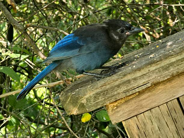 istock Steller’s Jay (Cyanocitta stelleri) watching warily from the trees, perched attentively on a bridge rail, & eating seeds with direct eye contact & curious expressions — photographed at Beaver Lake, Stanley Park, Vancouver, on a sunny morning July 26, 2 2227768781