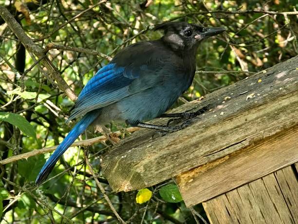 istock Steller’s Jay (Cyanocitta stelleri) watching warily from the trees, perched attentively on a bridge rail, & eating seeds with direct eye contact & curious expressions — photographed at Beaver Lake, Stanley Park, Vancouver, on a sunny morning July 26, 2 2227768784