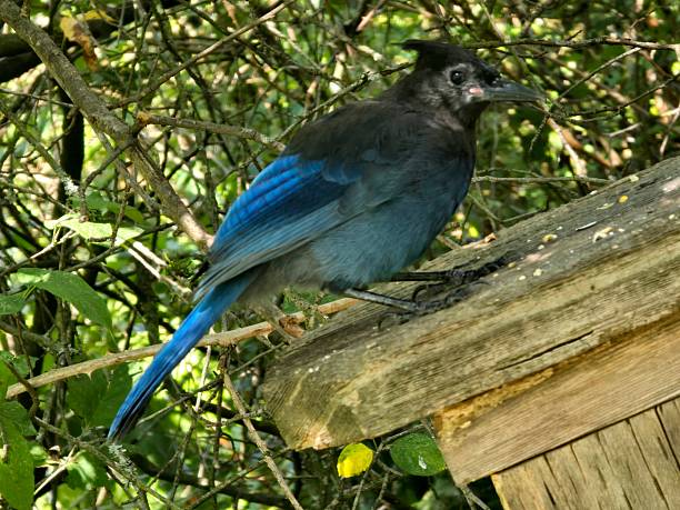 istock Steller’s Jay (Cyanocitta stelleri) watching warily from the trees, perched attentively on a bridge rail, & eating seeds with direct eye contact & curious expressions — photographed at Beaver Lake, Stanley Park, Vancouver, on a sunny morning July 26, 2 2227768786