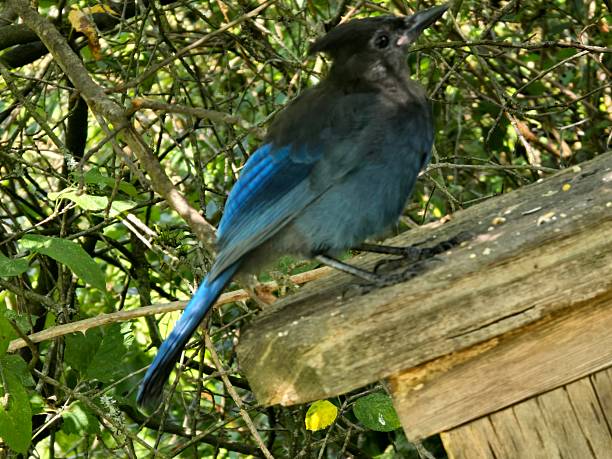 istock Steller’s Jay (Cyanocitta stelleri) watching warily from the trees, perched attentively on a bridge rail, & eating seeds with direct eye contact & curious expressions — photographed at Beaver Lake, Stanley Park, Vancouver, on a sunny morning July 26, 2 2227768787