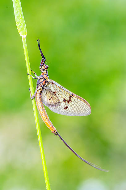 istock Adult mayfly (Ephemera vulgata) resting on grass stem 2227769826