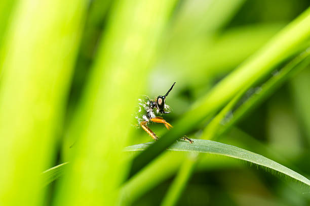 Close-up macro of Dioctria rufipes, a robber fly of the Asilidae family, perched on a grass blade. Known for its reddish legs and predatory behavior, it hunts other insects in open habitats.