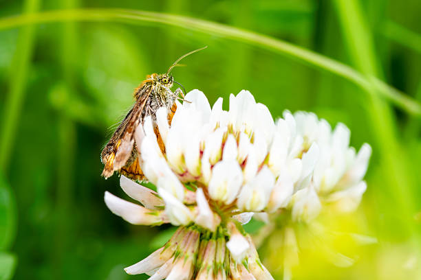 At the edge: Meadow foxtail with a single pieris rapae on top and in background defoced cow parsley.
