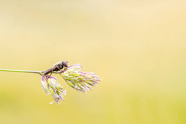 Macro shot of a Platycheirus spec. hoverfly perched on a flowering grass. This syrphid fly belongs to the Syrphidae family and is a common pollinator in meadows and gardens. Photographed with a soft natural background.