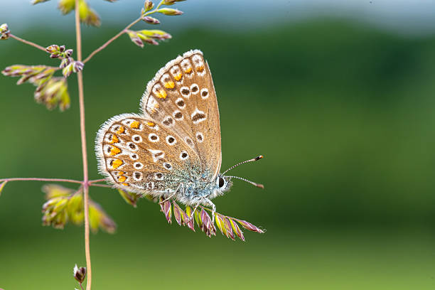 istock Polyommatus icarus – macro of common blue butterfly on flowering grass 2227770043