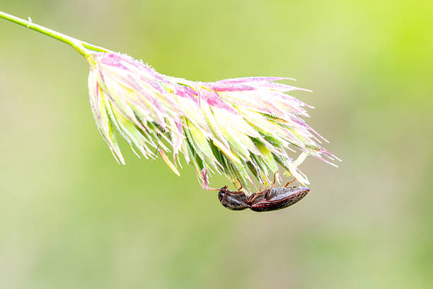 Macro photo of Prosternon tessellatum, a click beetle from the Elateridae family, hanging from a grass inflorescence. Known for its distinctive markings and ability to flip itself upright by clicking. Captured in natural daylight in a wild meadow.