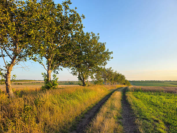 A muddy path leads through a field, flanked by bare trees under a partly cloudy sky.
