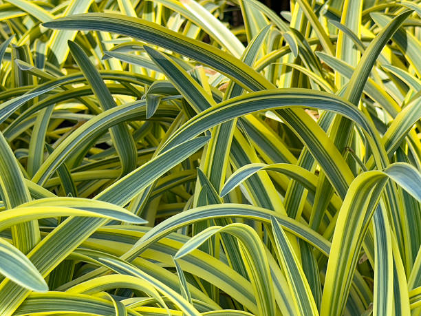 istock leaves of the agapanthus 2227772646