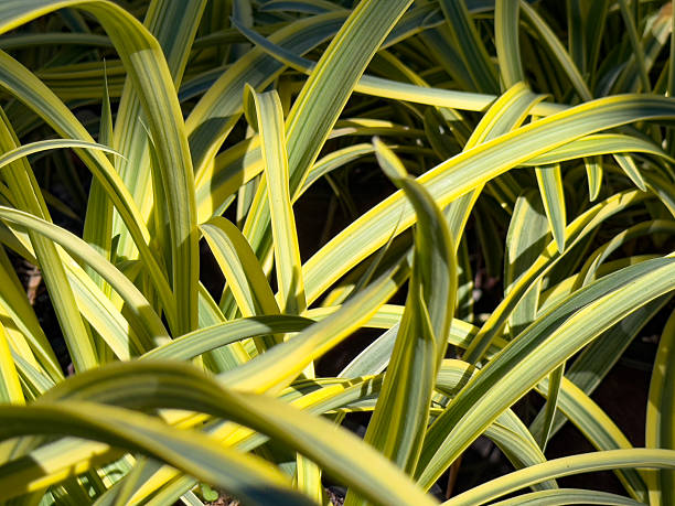 istock leaves of agapanthus 2227772654