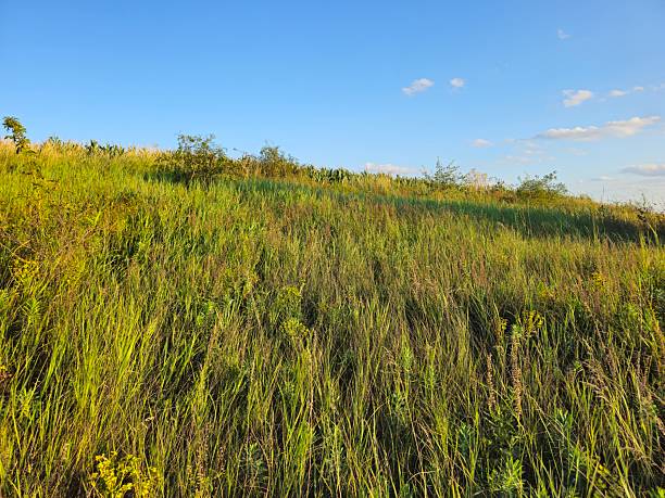istock A grassy field with trees in the background 2227772916