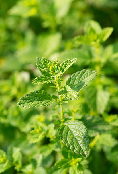 istock Fresh mint leaves with vibrant green color and textured surface. 2227773625