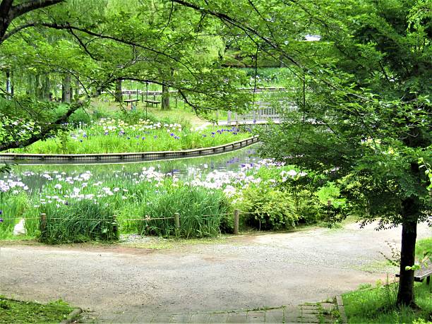 A large willow tree and red flowers in a pond in a large garden in regional Australia