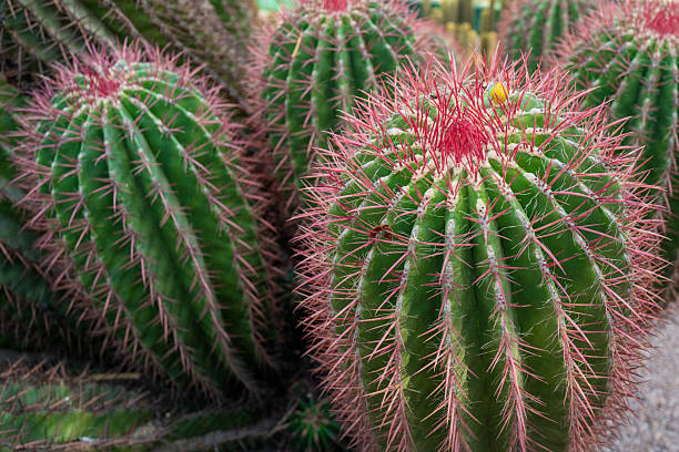istock Barrel Cactus with Red Spines and Yellow Flower 2227776020