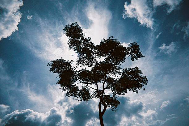 Silhouette of a tree against a dramatic cloudy sky with sunlight peeking through, creating a striking natural scene.