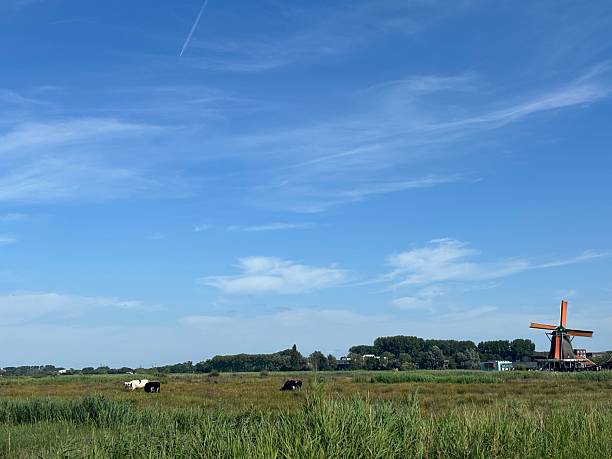 istock Dutch Landscape with Windmill and Cows 2227777563