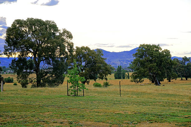istock Mansfield,  Victoria, Australia 2227777585