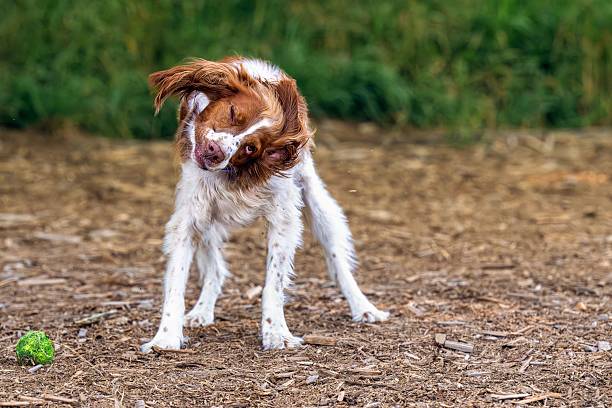 istock Playful Dog Shaking Off Water in Park 2227777978