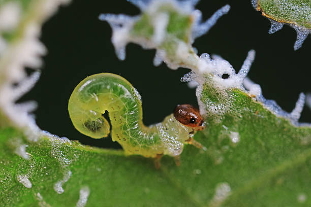 istock Sawfly larvae nibble on green leaves, North China 2227779876
