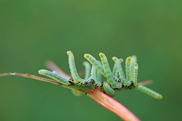 Sawfly larvae nibble on green leaves, North China
