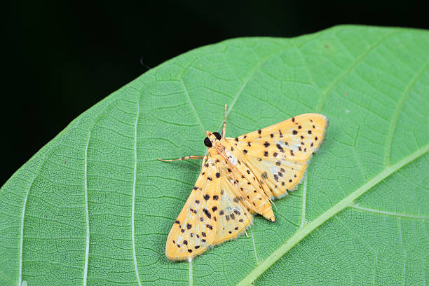 istock Lepidoptera insect on wild plants, North China 2227779902