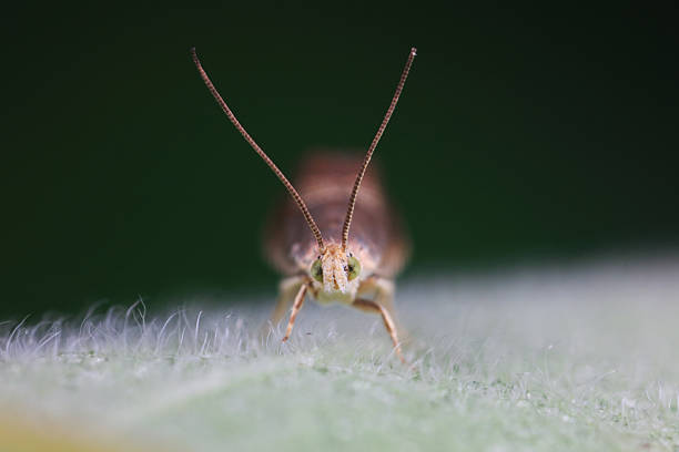 Lepidoptera insect on wild plants, North China