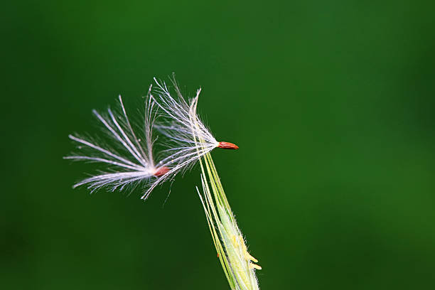 Dandelion seeds in the wild, North China