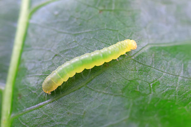 istock Lepidoptera larvae on wild plants, North China 2227779936