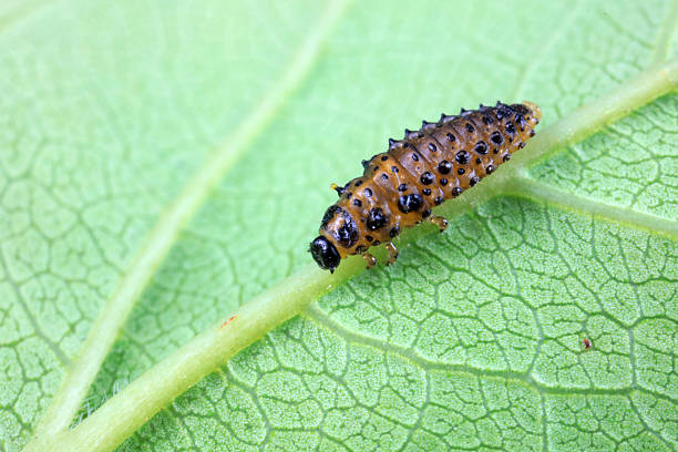 istock Leaf beetles inhabit wild plants in North China 2227779957