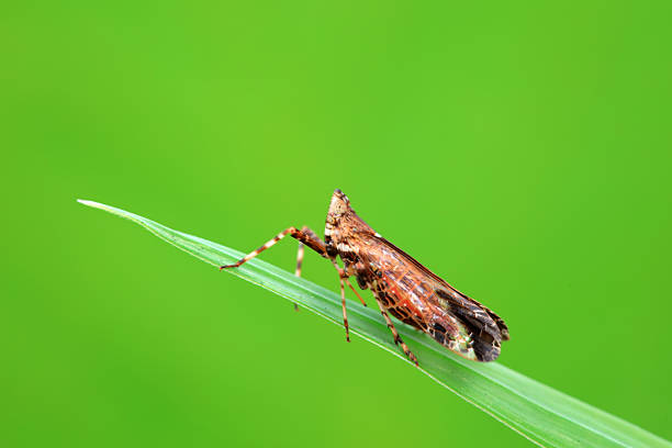 Wax cicada nymphs live on wild plants in North China